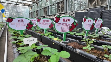 十二師農(nóng)業(yè)科學(xué)研究所 以科技創(chuàng)新推動(dòng)農(nóng)業(yè)高質(zhì)量發(fā)展